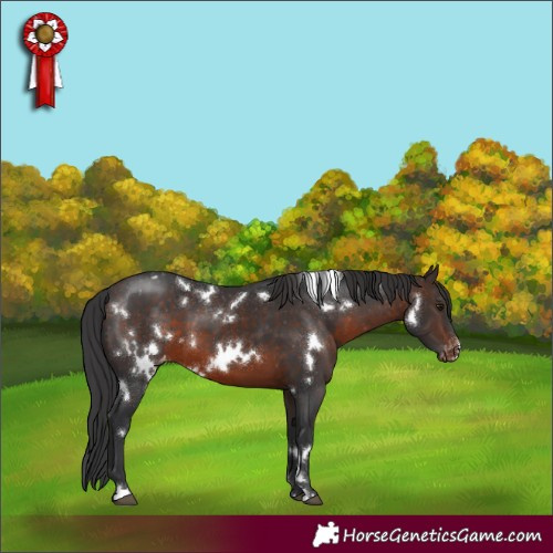 Horse Color:White Spotted Brown Appaloosa 