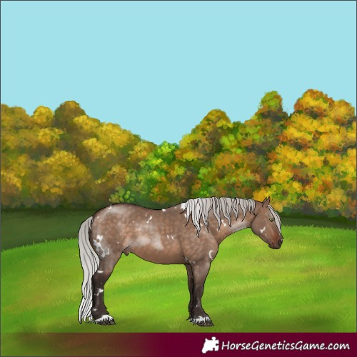 Horse Color:White Spotted Silver Bay Dun