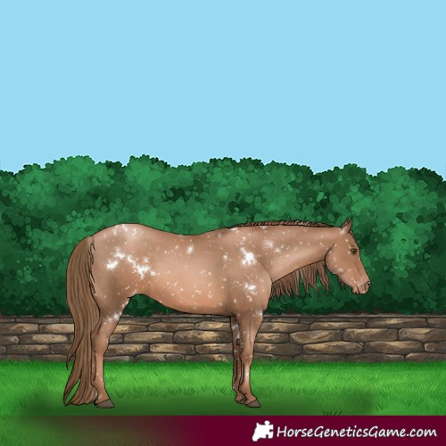Horse Color:White Spotted Liver Chestnut Pearl Appaloosa 