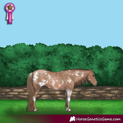 Horse Color:White Spotted Black Pearl Snowflake Varnish 
