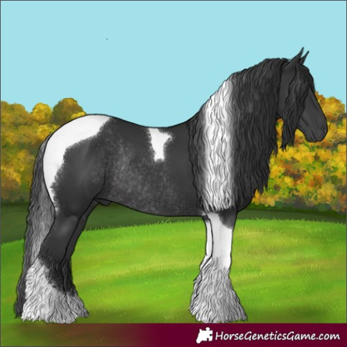 Horse Color:Black Tobiano Rabicano