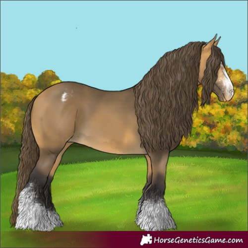 Horse Color:Buckskin Sabino Appaloosa 