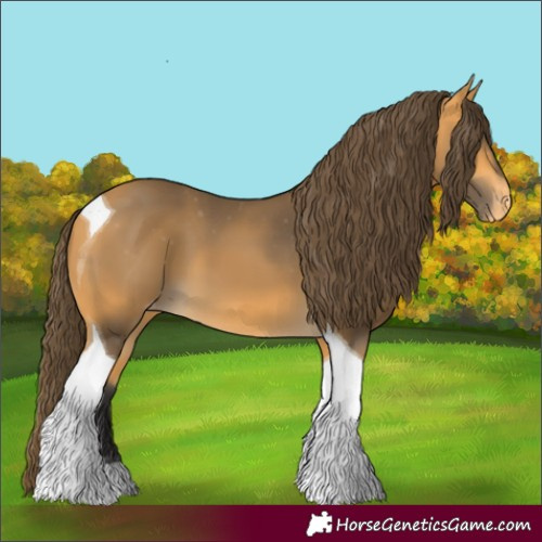 Horse Color:Buckskin Tobiano Appaloosa 