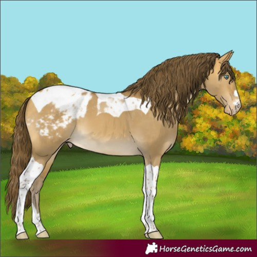Horse Color:Sable Cream Champagne Dun Tobiano Appaloosa