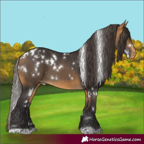 Horse Color:White Spotted Buckskin Appaloosa 