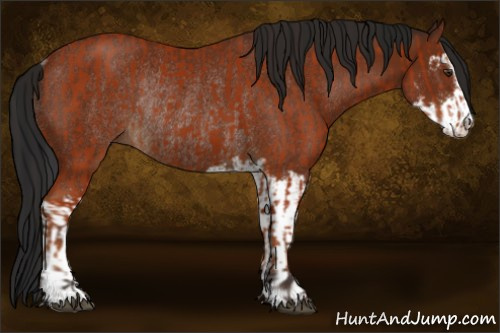 Horse Color:Bay Sabino Rabicano and Gray Bay Sabino Rabicano