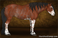 Horse Color:Bay Sabino Rabicano and Gray Bay Sabino Rabicano