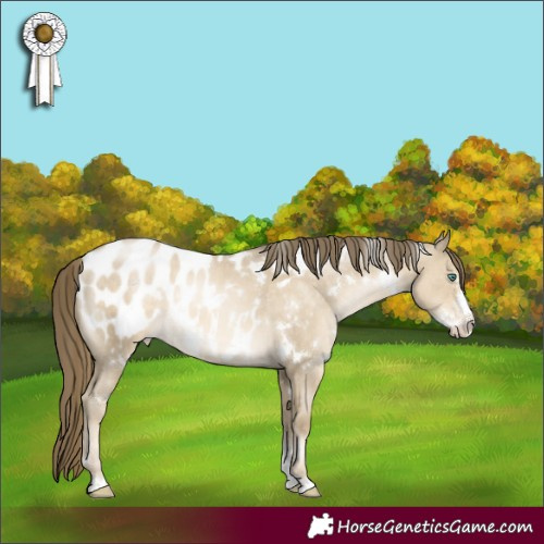 Horse Color:White Spotted Smoky Grullo Pearl Sabino Appaloosa Rabicano 