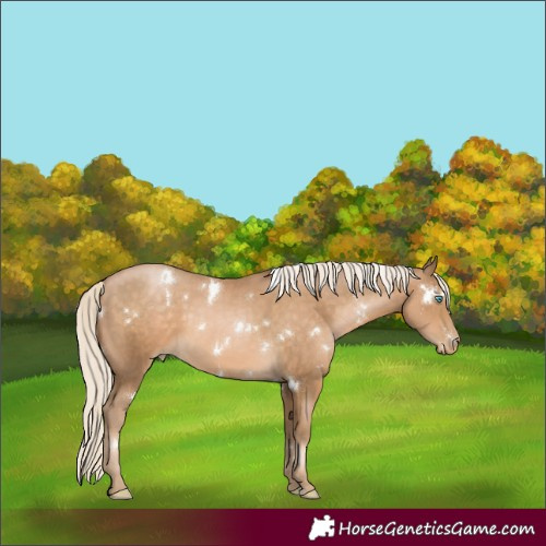 Horse Color:White Spotted Chocolate Palomino Pearl 