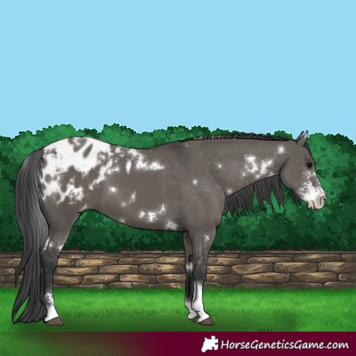 Horse Color:White Spotted Grullo Sabino Appaloosa