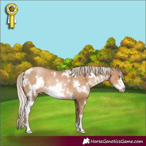 Horse Color:White Spotted Chocolate Palomino Pearl Frame Rabicano
