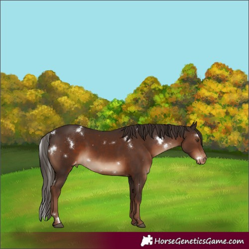 Horse Color:White Spotted Liver Chestnut Appaloosa Rabicano 