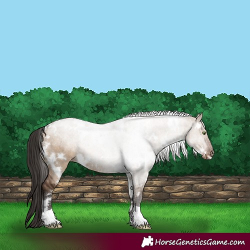Horse Color:White Spotted Liver Red Dun Appaloosa Rabicano 