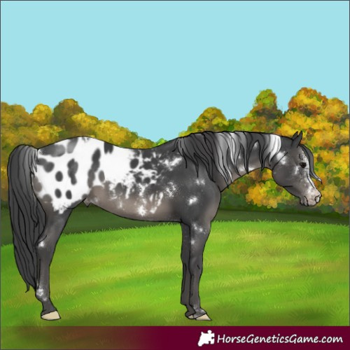 Horse Color:White Spotted Black Sabino Appaloosa Rabicano