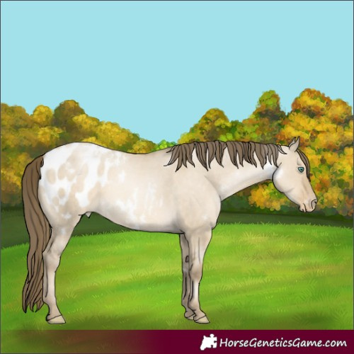 Horse Color:White Spotted Smoky Grullo Pearl Appaloosa Rabicano 