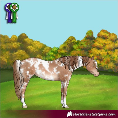 Horse Color:White Spotted Liver Chestnut Pearl Appaloosa 