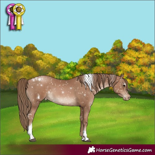 Horse Color:White Spotted Black Pearl Tobiano Appaloosa 