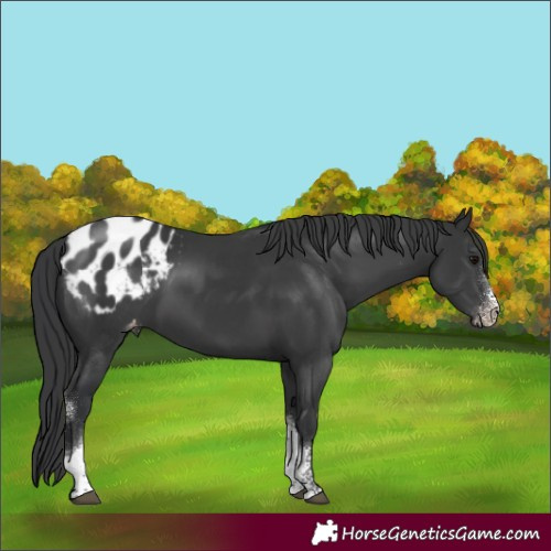 Horse Color:Black Sabino Tobiano Appaloosa Rabicano 