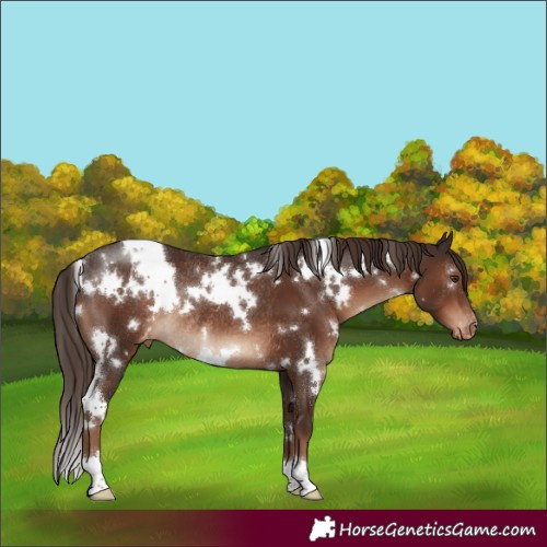 Horse Color:White Spotted Liver Chestnut Appaloosa Rabicano 