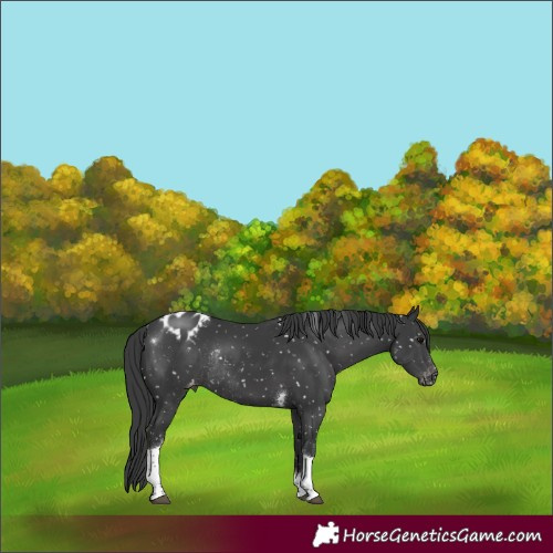 Horse Color:Black Tobiano Appaloosa Rabicano 