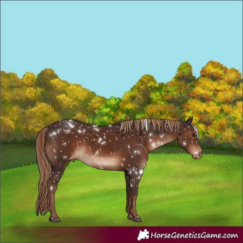 Horse Color:White Spotted Liver Chestnut Appaloosa 
