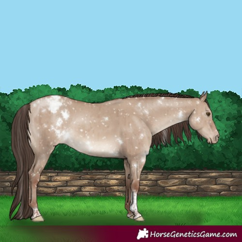 Horse Color:White Spotted Classic Champagne Dun Tobiano Appaloosa Rabicano Brindle