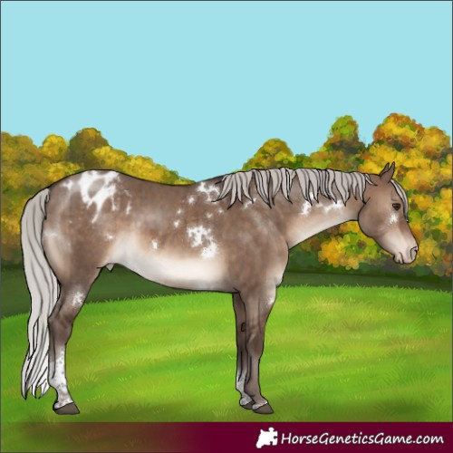 Horse Color:White Spotted Silver Brown Dun Tobiano Appaloosa Rabicano Brindle