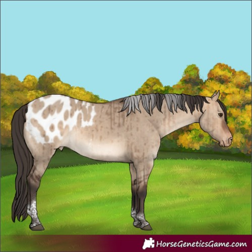 Horse Color:Bay Dun Tobiano Appaloosa Rabicano Brindle