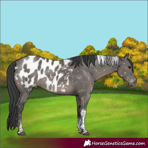 Horse Color:Grullo Tobiano Appaloosa Rabicano 