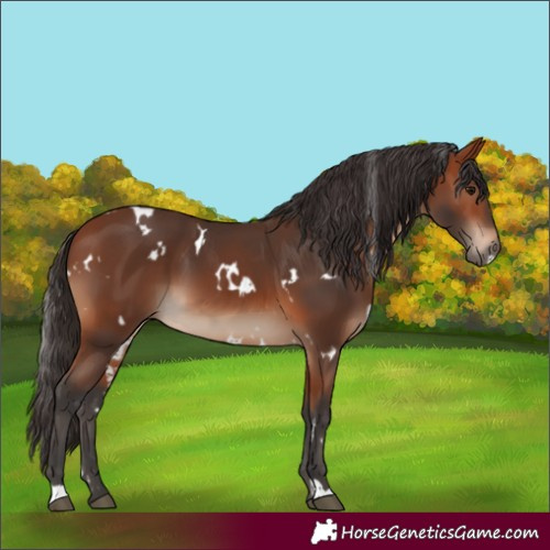 Horse Color:White Spotted Bay