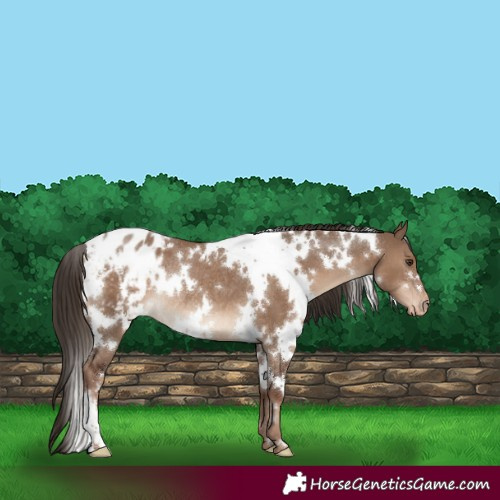 Horse Color:White Spotted Liver Red Dun Appaloosa Rabicano