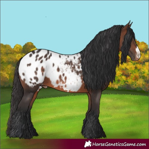 Horse Color:Bay Mushroom Frame Appaloosa 