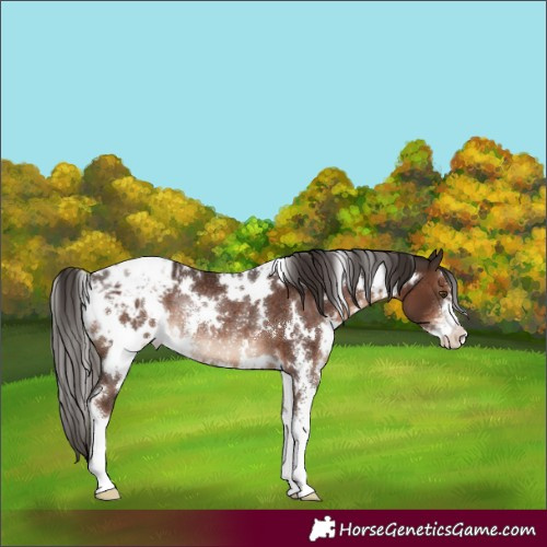 Horse Color:White Spotted Liver Chestnut Sabino Appaloosa Rabicano 