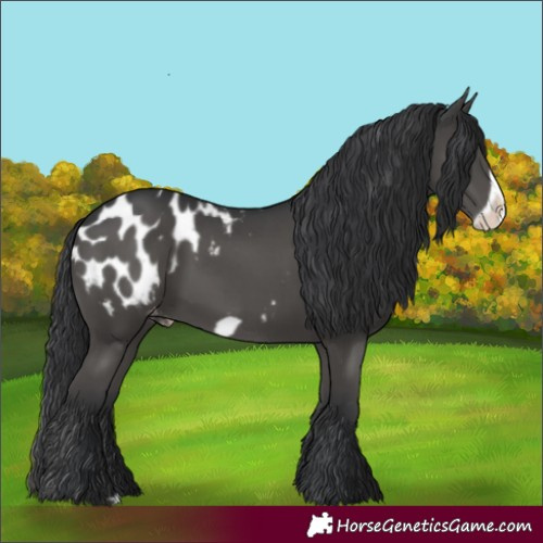 Horse Color:Black Frame Appaloosa