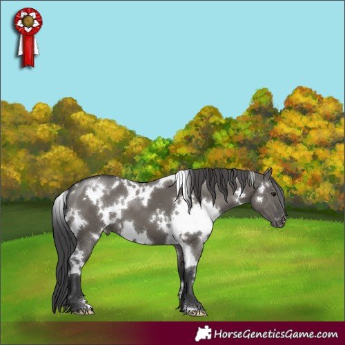 Horse Color:White Spotted Grullo Appaloosa
