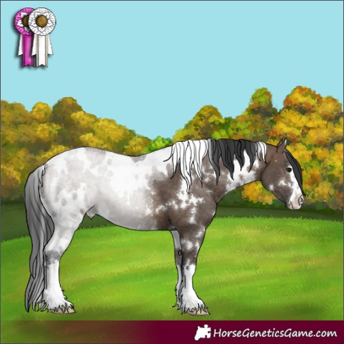 Horse Color:White Spotted Brown Dun