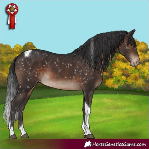 Horse Color:Brown Tobiano Appaloosa