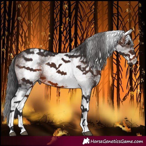 Horse Color:White Spotted Brown