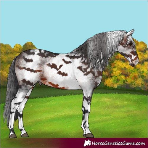 Horse Color:White Spotted Brown 