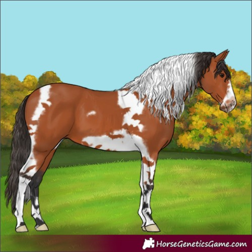 Horse Color:Bay Tobiano Frame