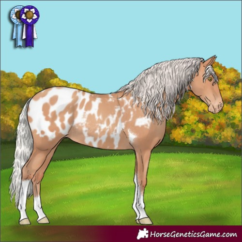Horse Color:Silver Sable Champagne Tobiano Appaloosa Rabicano