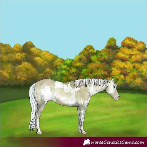 Horse Color:Watercolor White Spotted Silver Sable Champagne Onyx Rabicano 
