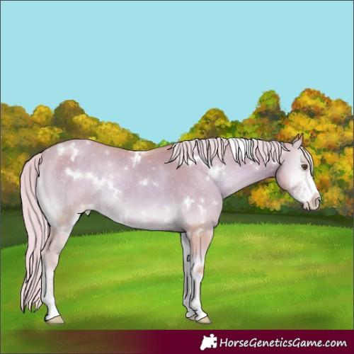 Horse Color:Watercolor White Spotted Gold Cream Champagne Onyx Sabino Appaloosa 
