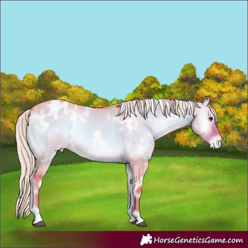 Horse Color:Watercolor White Spotted Chocolate Palomino Onyx Appaloosa