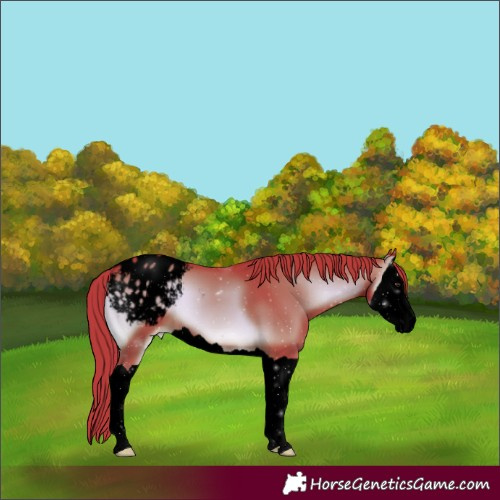 Horse Color:Void Watercolor Liver Red Onyx Splash Appaloosa 