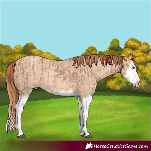 Horse Color:Red Dun Splash and Gold Champagne Dun Splash