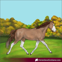 Horse Color:Red Dun Splash  and Red Dun Splash 