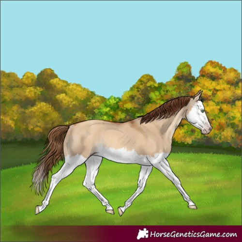 Horse Color:Gray Gold Champagne Dun Splash Appaloosa Rabicano