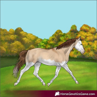 Horse Color:Gray Gold Champagne Dun Splash Appaloosa Rabicano 