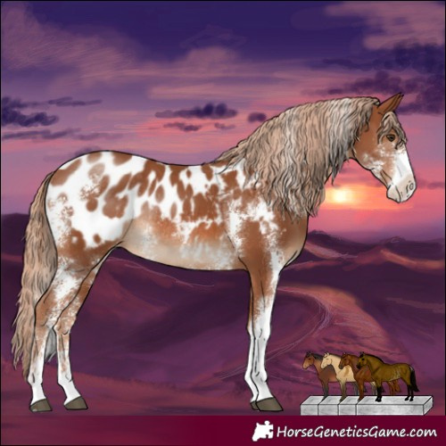 Horse Color:Bay Sabino Appaloosa Rabicano